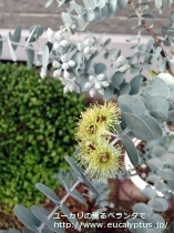 fancyboxｸﾙｾｱﾅ(Eucalyptus kruseana)の画像5