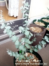 fancyboxｸﾙｾｱﾅ(Eucalyptus kruseana)の画像7