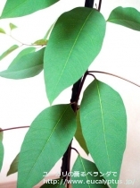 fancyboxﾛﾌﾞｽﾀ(Eucalyptus robusta)の画像2