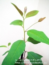 fancyboxﾛﾌﾞｽﾀ(Eucalyptus robusta)の画像3