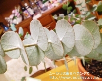 fancyboxｼﾈﾚｱ(銀丸葉)(Eucalyptus cinerea)の画像1