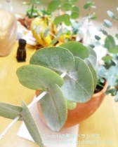 fancyboxｼﾈﾚｱ(銀丸葉)(Eucalyptus cinerea)の画像2