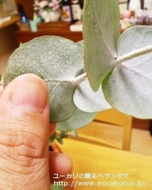 fancyboxｼﾈﾚｱ(銀丸葉)(Eucalyptus cinerea)の画像5