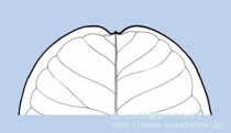 fancyboxｼﾈﾚｱ(銀丸葉)(Eucalyptus cinerea)の画像6