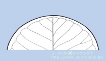 fancyboxｼﾈﾚｱ(銀丸葉)(Eucalyptus cinerea)の画像7