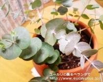 fancyboxｼﾈﾚｱ(銀丸葉)(Eucalyptus cinerea)の画像8