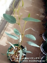 fancyboxﾄﾙｸｧｰﾀ(Eucalyptus torquata)の画像1