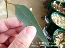 fancyboxﾄﾙｸｧｰﾀ(Eucalyptus torquata)の画像6