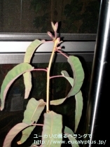 fancyboxｼﾄﾘｵﾄﾞﾗ(Corymbia citriodora)の画像9