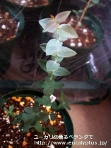fancyboxﾃﾇｲﾗﾐｽ(Eucalyptus tenuiramis)の画像6