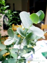 fancyboxｸﾞﾆｰ(Eucalyptus gunnii ssp. gunnii)の画像1