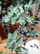 fancyboxｸﾞﾆｰ(Eucalyptus gunnii ssp. gunnii)の画像3