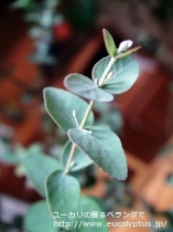 fancyboxｸﾞﾆｰ(Eucalyptus gunnii ssp. gunnii)の画像4