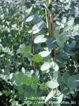 fancyboxｸﾞﾆｰ(Eucalyptus gunnii ssp. gunnii)の画像5