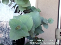 fancyboxﾘｽﾞﾄﾞﾆｰ(Eucalyptus risdonii)の画像1