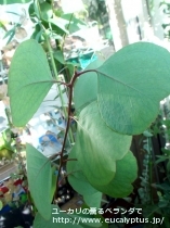 fancyboxﾎﾟﾘｱﾝｾﾓｽ(Eucalyptus polyanthemos ssp. polyanthemos)の画像1
