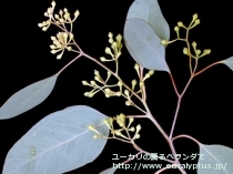 fancyboxﾎﾟﾘｱﾝｾﾓｽ(Eucalyptus polyanthemos ssp. polyanthemos)の画像3