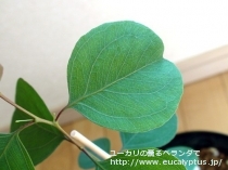 fancyboxﾎﾟﾘｱﾝｾﾓｽ(Eucalyptus polyanthemos ssp. polyanthemos)の画像4