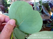 fancyboxﾎﾟﾘｱﾝｾﾓｽ(Eucalyptus polyanthemos ssp. polyanthemos)の画像5