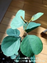 fancyboxﾎﾟﾘｱﾝｾﾓｽ(Eucalyptus polyanthemos ssp. polyanthemos)の画像6