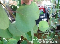 fancyboxﾎﾟﾘｱﾝｾﾓｽ(Eucalyptus polyanthemos ssp. polyanthemos)の画像7
