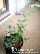 fancyboxｱﾛﾏﾌﾛｲｱ(Eucalyptus aromaphloia)の画像1