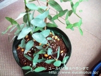fancyboxｱﾛﾏﾌﾛｲｱ(Eucalyptus aromaphloia)の画像2