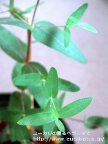 fancyboxｱﾛﾏﾌﾛｲｱ(Eucalyptus aromaphloia)の画像3
