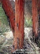 fancyboxｸﾙｷｽ(Eucalyptus crucis)の画像5