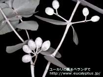 fancyboxｸﾙｷｽ(Eucalyptus crucis)の画像6