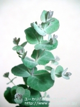 fancyboxﾓﾘｽﾋﾞｰ(Eucalyptus morrisbyi)の画像3