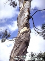 fancyboxﾓﾘｽﾋﾞｰ(Eucalyptus morrisbyi)の画像4