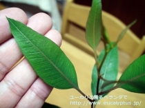 fancyboxｱﾙﾎﾞﾌﾟﾙﾌﾟﾚｱ(Eucalyptus albopurpurea)の画像4