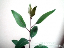 fancyboxｱﾙﾎﾞﾌﾟﾙﾌﾟﾚｱ(Eucalyptus albopurpurea)の画像5