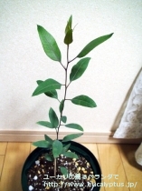 fancyboxｱﾙﾎﾞﾌﾟﾙﾌﾟﾚｱ(Eucalyptus albopurpurea)の画像6