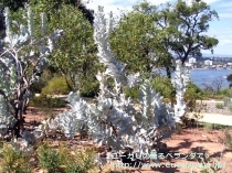 fancyboxﾏｸﾛｶﾙﾊﾟ(Eucalyptus macrocarpa ssp. macrocarpa)の画像5
