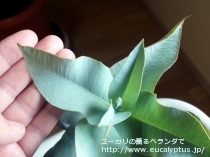 fancyboxﾏｸﾛｶﾙﾊﾟ(Eucalyptus macrocarpa ssp. macrocarpa)の画像6