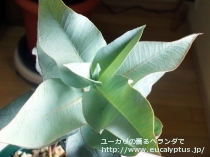 fancyboxﾏｸﾛｶﾙﾊﾟ(Eucalyptus macrocarpa ssp. macrocarpa)の画像10