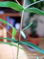 fancyboxｽﾐﾃｨｰ(Eucalyptus smithii)の画像5