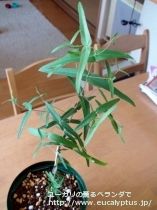 fancyboxｽﾐﾃｨｰ(Eucalyptus smithii)の画像6