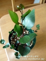 fancyboxｶｴｼｱ･ﾏｸﾞﾅ(Eucalyptus caesia ssp. magna)の画像2