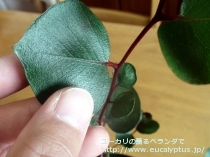 fancyboxｶｴｼｱ･ﾏｸﾞﾅ(Eucalyptus caesia ssp. magna)の画像3