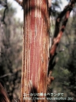 fancyboxｶｴｼｱ･ﾏｸﾞﾅ(Eucalyptus caesia ssp. magna)の画像7