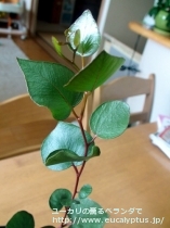 fancyboxｶｴｼｱ･ﾏｸﾞﾅ(Eucalyptus caesia ssp. magna)の画像8