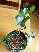 fancyboxｶｴｼｱ･ﾏｸﾞﾅ(Eucalyptus caesia ssp. magna)の画像9