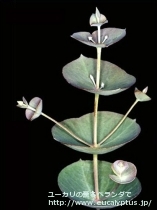 fancyboxｳﾝｷﾅｰﾀ(Eucalyptus uncinata)の画像3