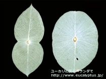 fancyboxｳﾝｷﾅｰﾀ(Eucalyptus uncinata)の画像4