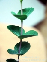 fancyboxｳﾝｷﾅｰﾀ(Eucalyptus uncinata)の画像6