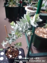 fancyboxｱﾙﾋﾞﾀﾞ(Eucalyptus albida)の画像10