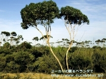 fancyboxｱﾙﾋﾞﾀﾞ(Eucalyptus albida)の画像7